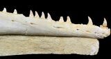 Mosasaur (Halisaurus) Jaw Sections With Teeth #50958-1